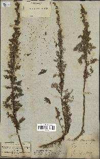 spécimen de Artemisia chamaemelifolia