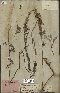 spécimen de Artemisia chamaemelifolia