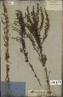 spécimen de Artemisia chamaemelifolia