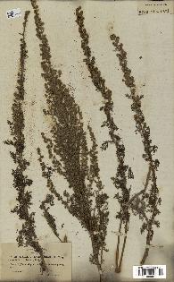 spécimen de Artemisia chamaemelifolia