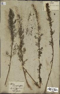 spécimen de Artemisia chamaemelifolia