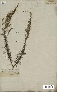 spécimen de Artemisia campestris