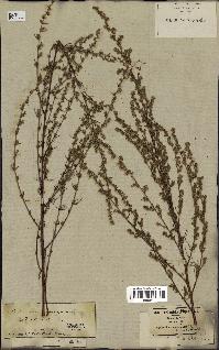 spécimen de Artemisia campestris