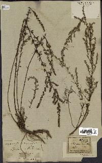 spécimen de Artemisia campestris