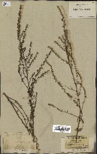 spécimen de Artemisia campestris