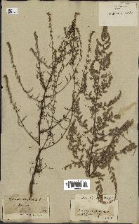 spécimen de Artemisia campestris