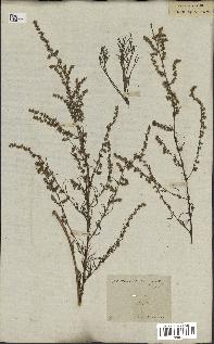 spécimen de Artemisia campestris