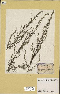 spécimen de Artemisia campestris