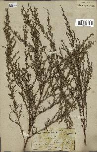 spécimen de Artemisia campestris