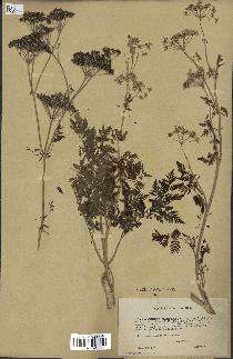 spécimen de Conium maculatum