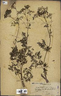 spécimen de Conium maculatum