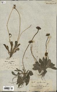 spécimen de Bellis sylvestris