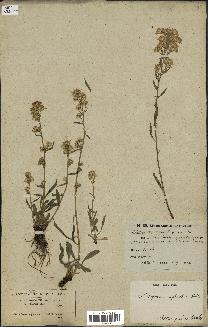 spécimen de Solidago virgaurea