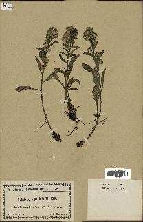 spécimen de Solidago virgaurea