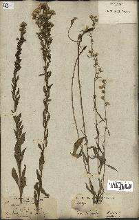 spécimen de Solidago virgaurea