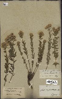 spécimen de Inula viscosa
