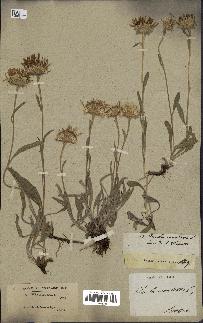 spécimen de Inula montana