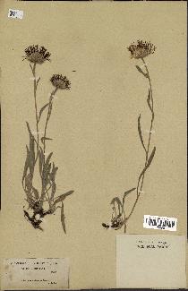 spécimen de Inula montana
