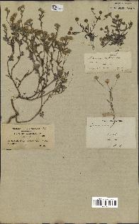 spécimen de Pulicaria arabica