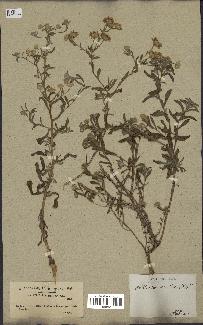 spécimen de Pulicaria arabica