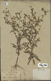 spécimen de Pulicaria arabica