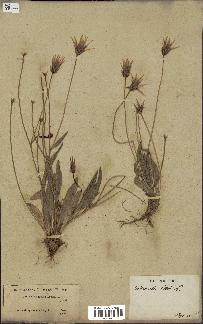 spécimen de Catananche lutea