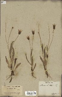 spécimen de Catananche lutea