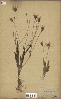 spécimen de Catananche lutea