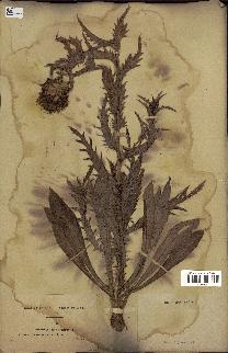 spécimen de Carthamus caeruleus