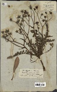 spécimen de Crepis taraxacifolia