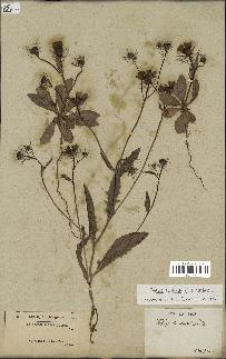 spécimen de Tolpis barbata