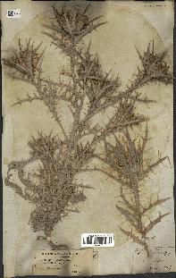 spécimen de Cirsium acarna