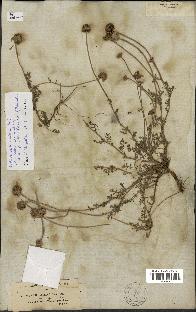 spécimen de Anthemis pedunculata