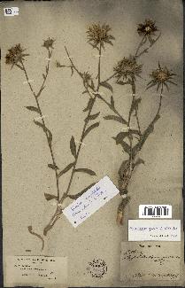 spécimen de Asteriscus spinosus