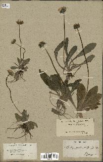 spécimen de Bellis sylvestris