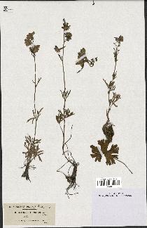 spécimen de Delphinium pentagynum
