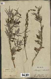 spécimen de Artemisia vulgaris