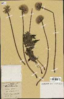 spécimen de Hyoseris radiata