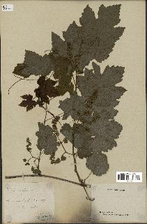 spécimen de Vitis vinifera