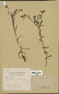spécimen de Pulicaria arabica
