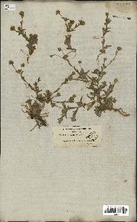 spécimen de Pulicaria arabica