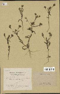 spécimen de Pulicaria arabica
