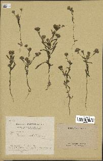 spécimen de Pulicaria arabica