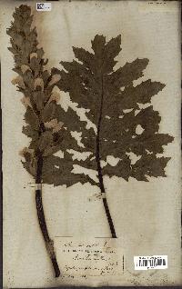 spécimen de Acanthus mollis