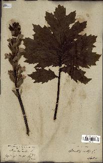 spécimen de Acanthus mollis