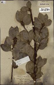 spécimen de Ilex aquifolium