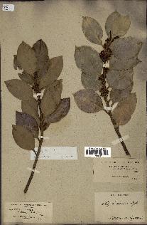 spécimen de Ilex aquifolium