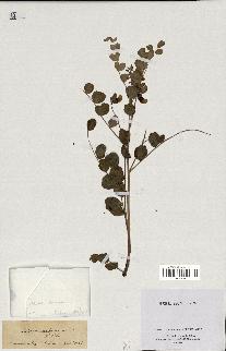 spécimen de Colutea arborescens