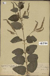 spécimen de Aloysia virgata