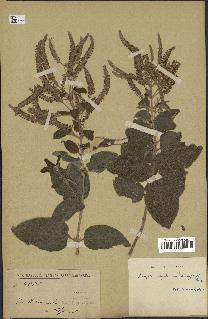 spécimen de Aloysia virgata